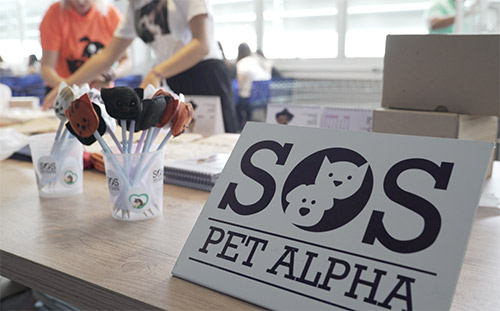 A ONG SOS PET ALPHA ajuda animais em risco desde 2017