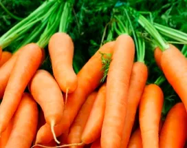 Conheça os benefícios da cenoura para ter mais saúde