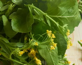 Conheça os benefícios das folhas de mostarda para sua dieta